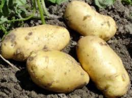 en Kolay Patates nasıl yetiştirilir