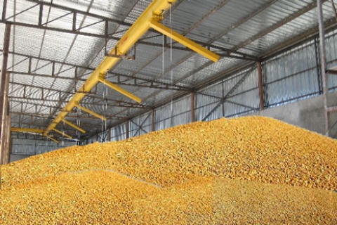 en Kolay DEPOLANMI� TAHIL VE MAM�LLER�NDE nas�l yeti�tirilir