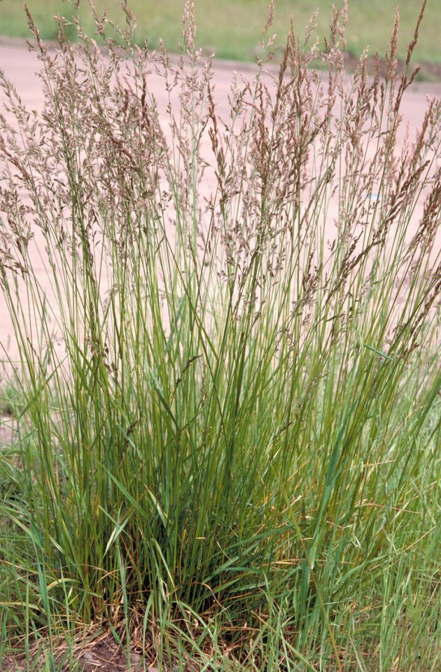 en Kolay Kam��s� Yumak nas�l yeti�tirilir