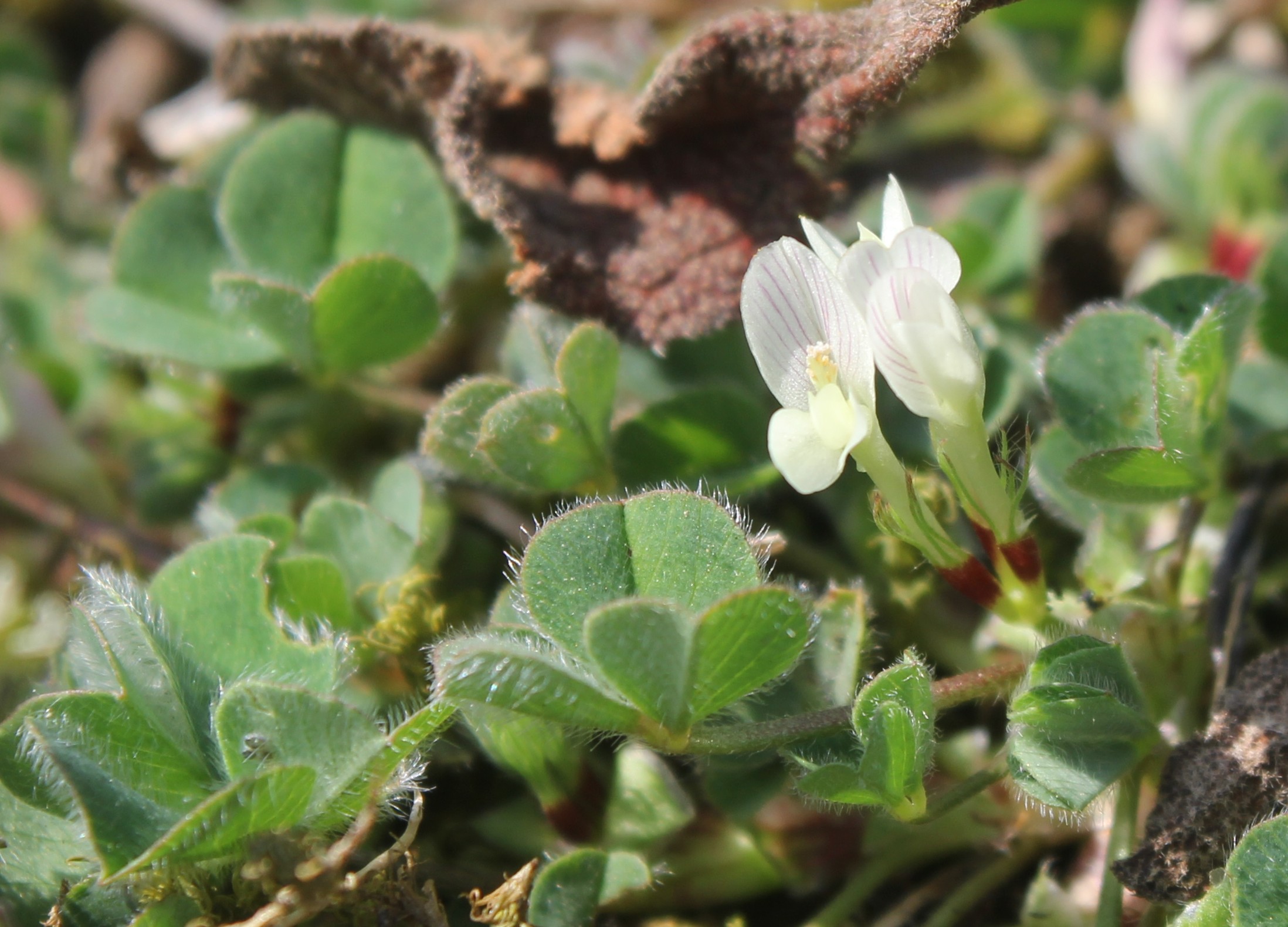 en Kolay Yeralt� ��g�l� nas�l yeti�tirilir