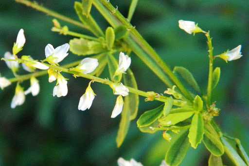 en Kolay Ak Ta�yoncas� nas�l yeti�tirilir