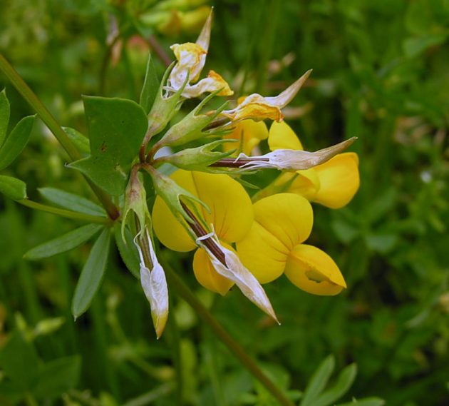 en Kolay Sar� �i�ekli Gazalboynuzu nas�l yeti�tirilir