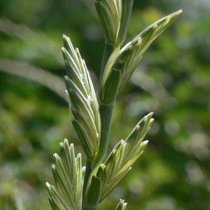 Y�ksek Otlak Ayr��� yeti�tiricli�i